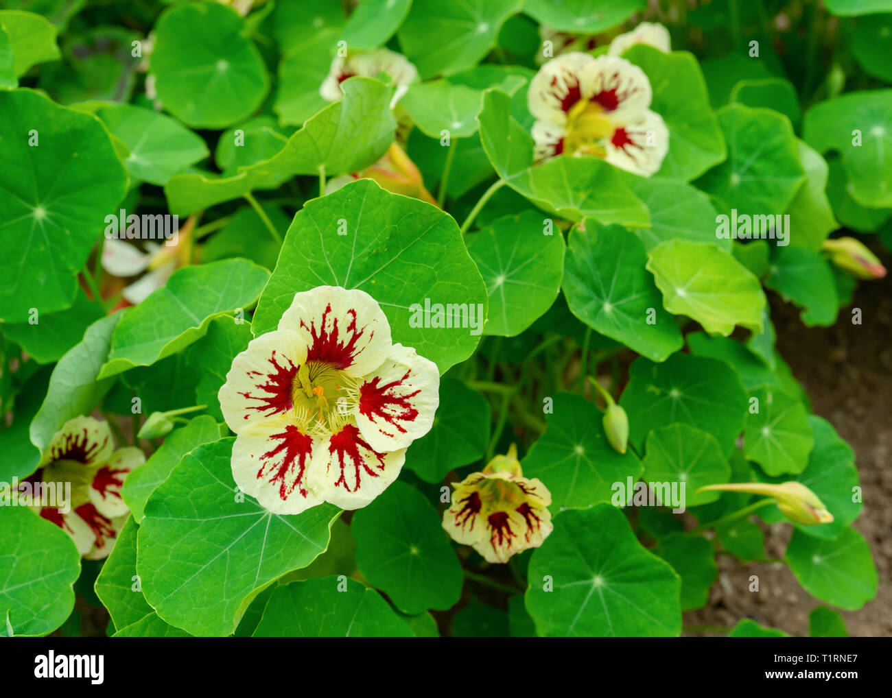 Nasturtium plants in the summer garden. Stock Photo