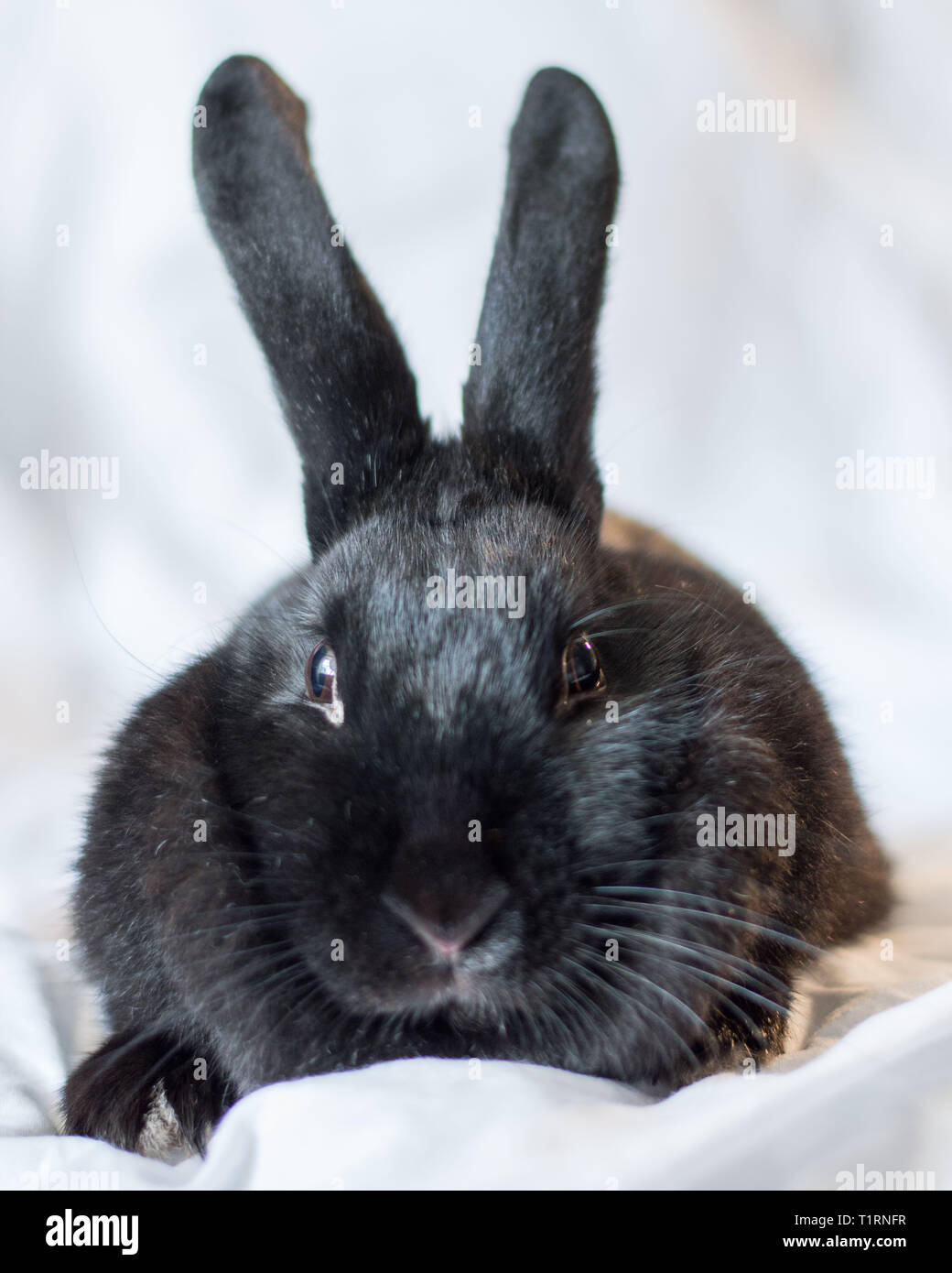 Rabbits make the best pets and are very intelligent too Stock Photo Alamy