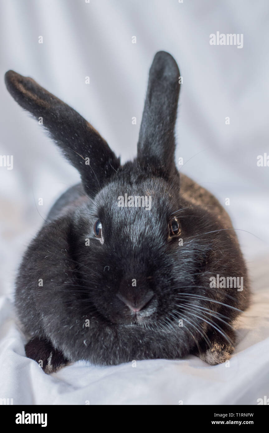 Rabbits make the best pets and are very intelligent too Stock Photo - Alamy