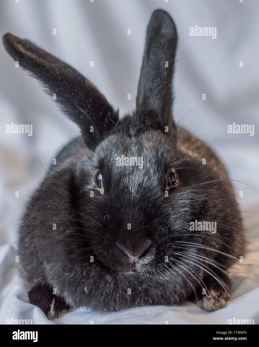 Rabbits make the best pets and are very intelligent too Stock Photo - Alamy