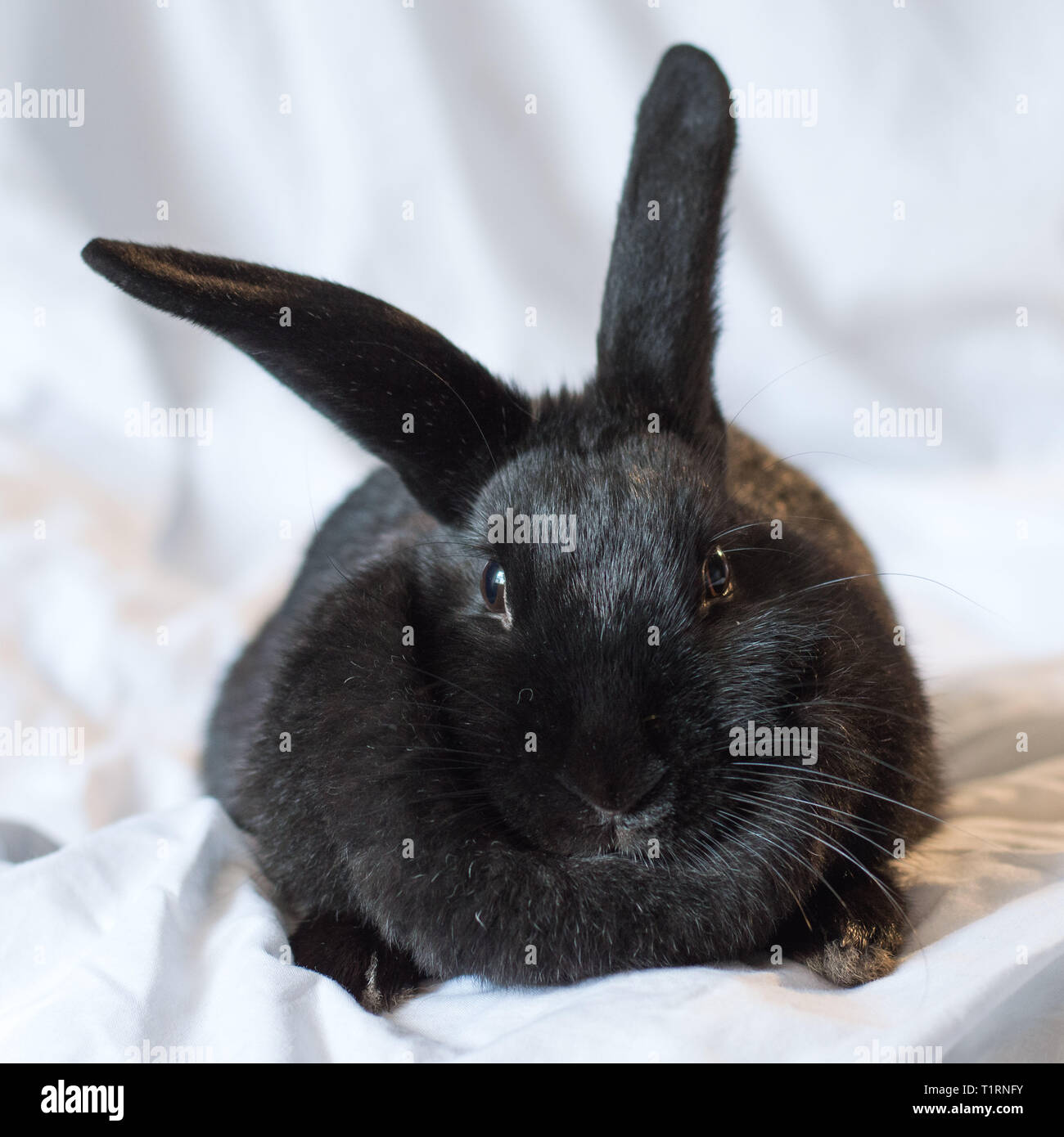 Rabbits make the best pets and are very intelligent too Stock Photo - Alamy
