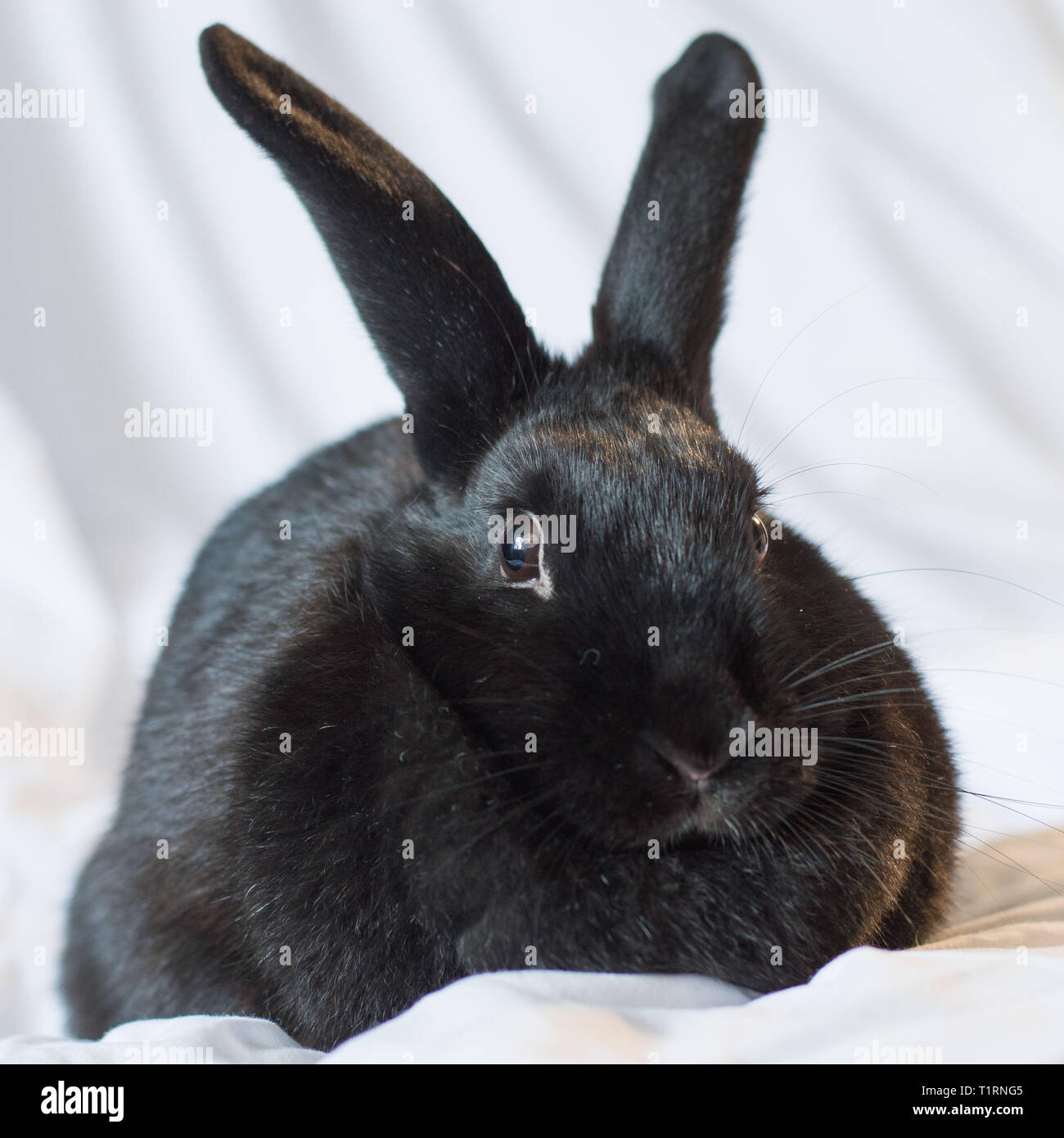 Rabbits make the best pets and are very intelligent too Stock Photo - Alamy