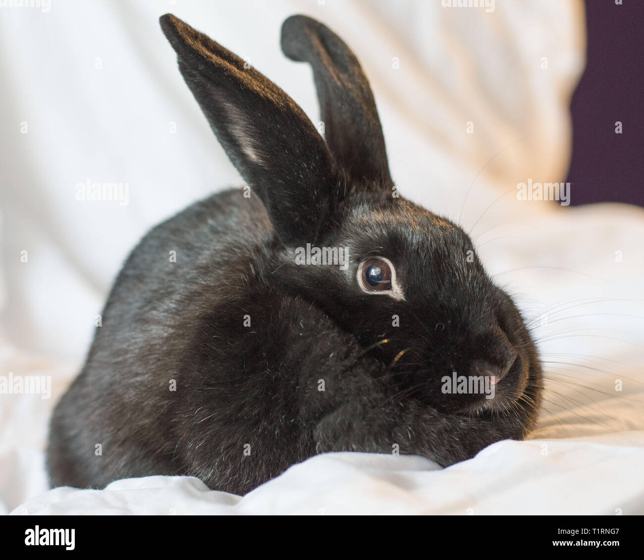Rabbits make the best pets and are very intelligent too Stock Photo - Alamy