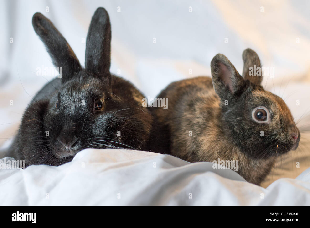 Rabbits make the best pets and are very intelligent too Stock Photo - Alamy