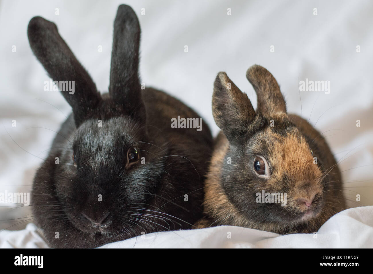 Rabbits make the best pets and are very intelligent too Stock Photo - Alamy