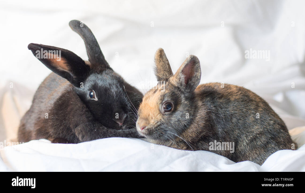 Rabbits make the best pets and are very intelligent too Stock Photo Alamy