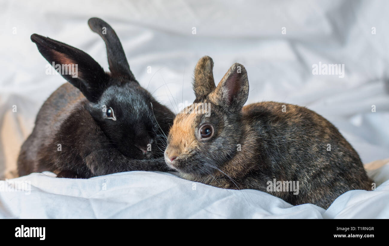 Rabbits make the best pets and are very intelligent too Stock Photo - Alamy