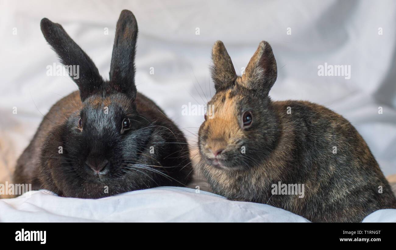 Rabbits make the best pets and are very intelligent too Stock Photo - Alamy