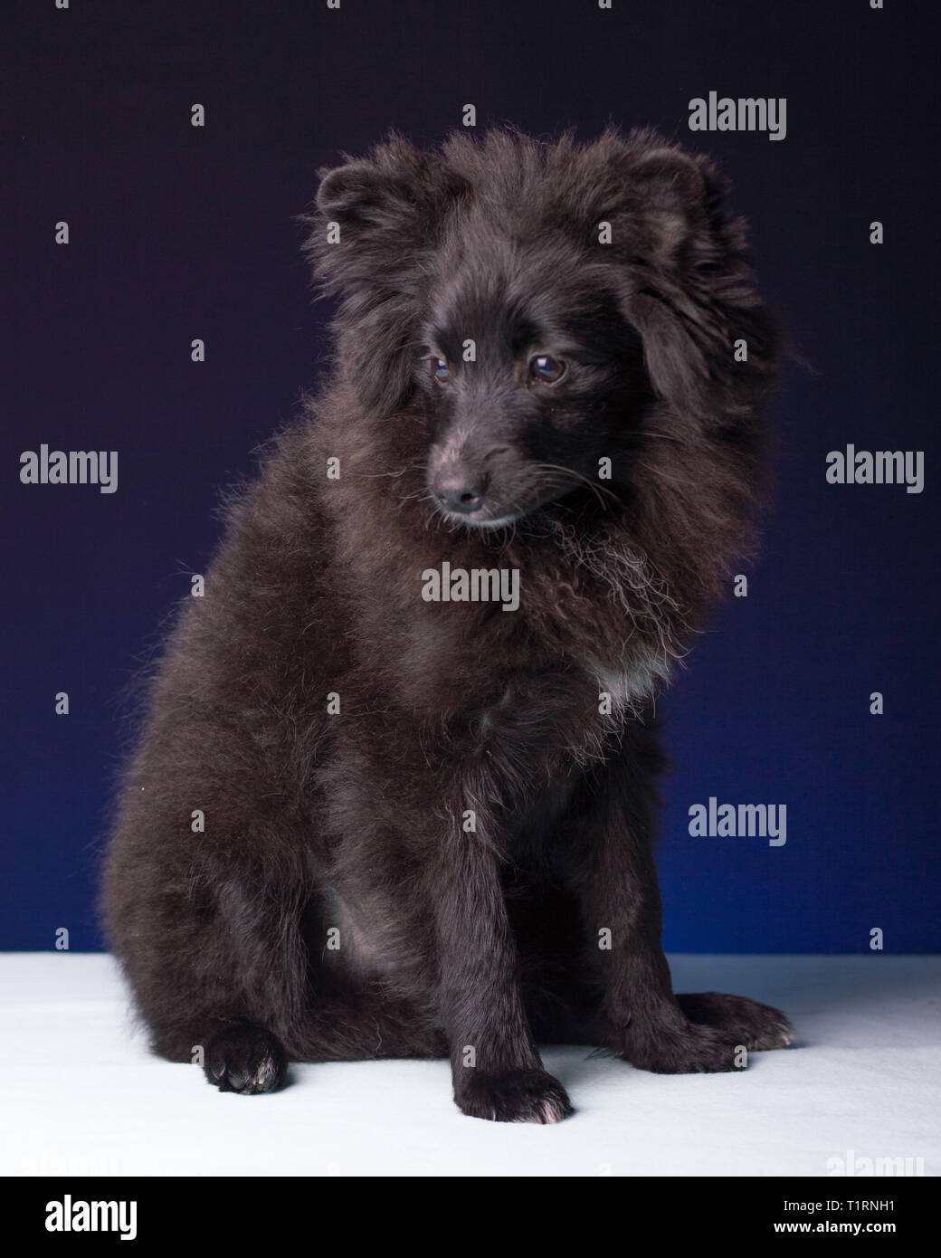 Pomeranian Pup Cuteness Contest Winner Stock Photo