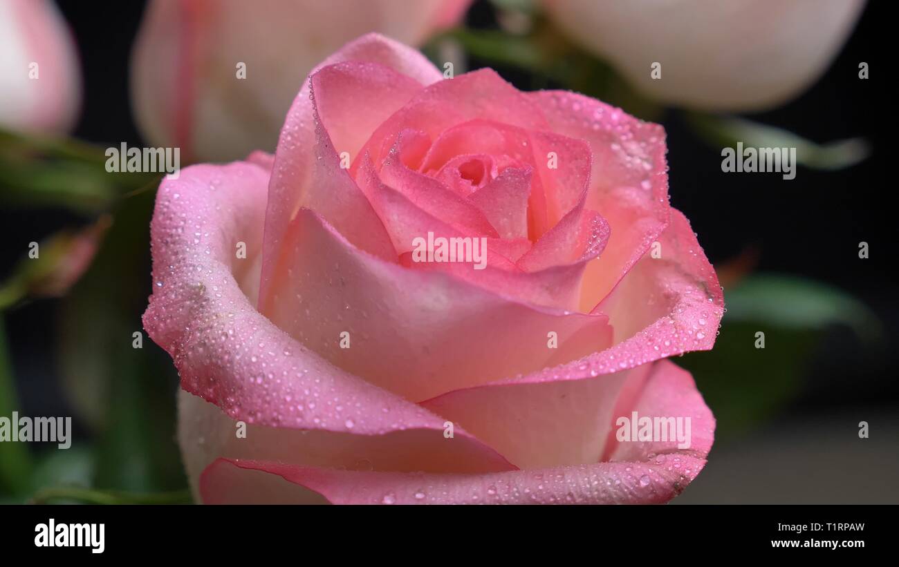 Closeup shoot of beautiful pink rose blooming in a garden in a daytime ...