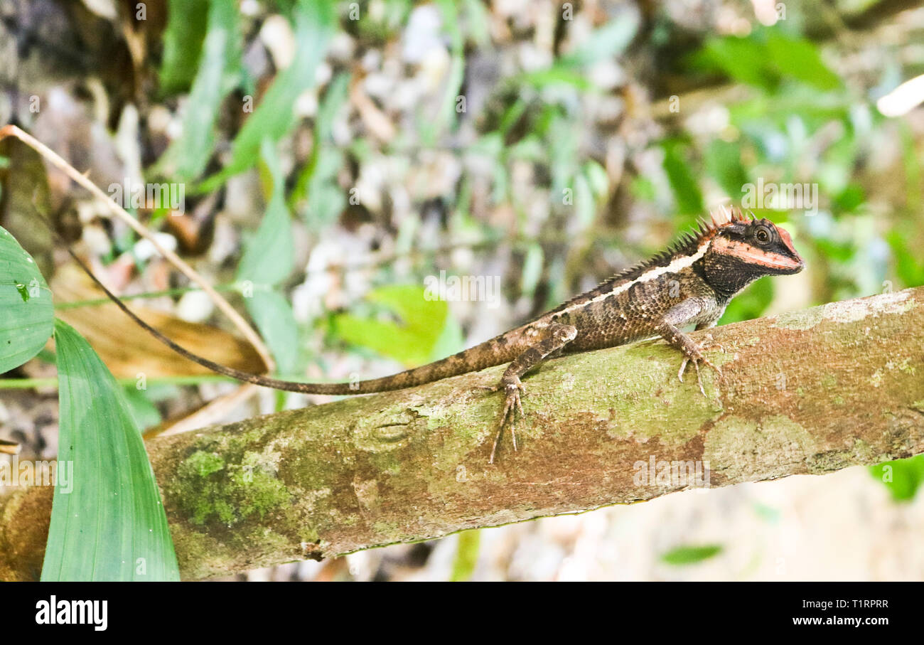Emma Gray's forest lizard (Calotes emma) is an agamid lizard sitting on a branch Stock Photo