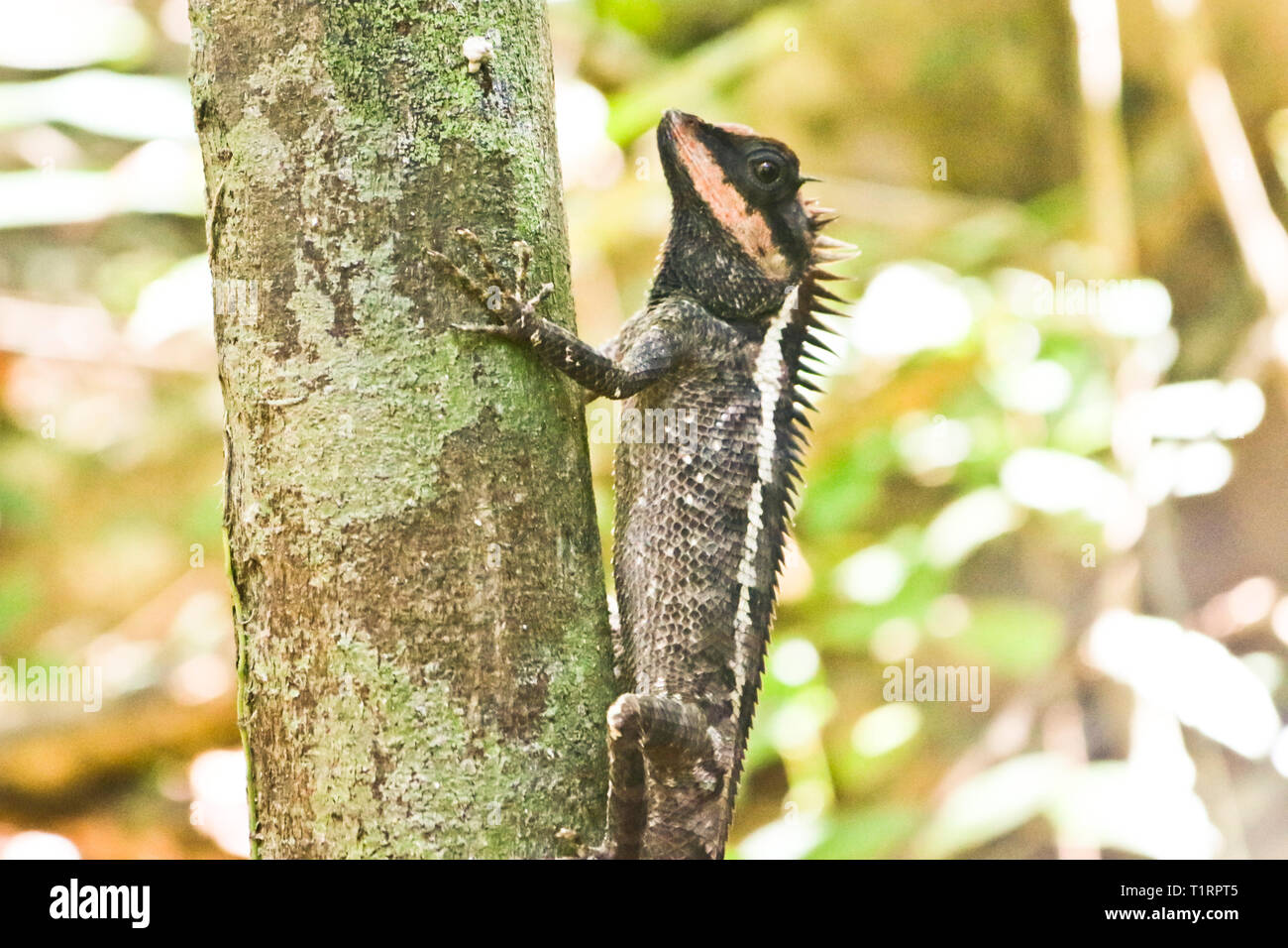 Emma Gray's forest lizard (Calotes emma) is an agamid lizard sitting on a branch Stock Photo