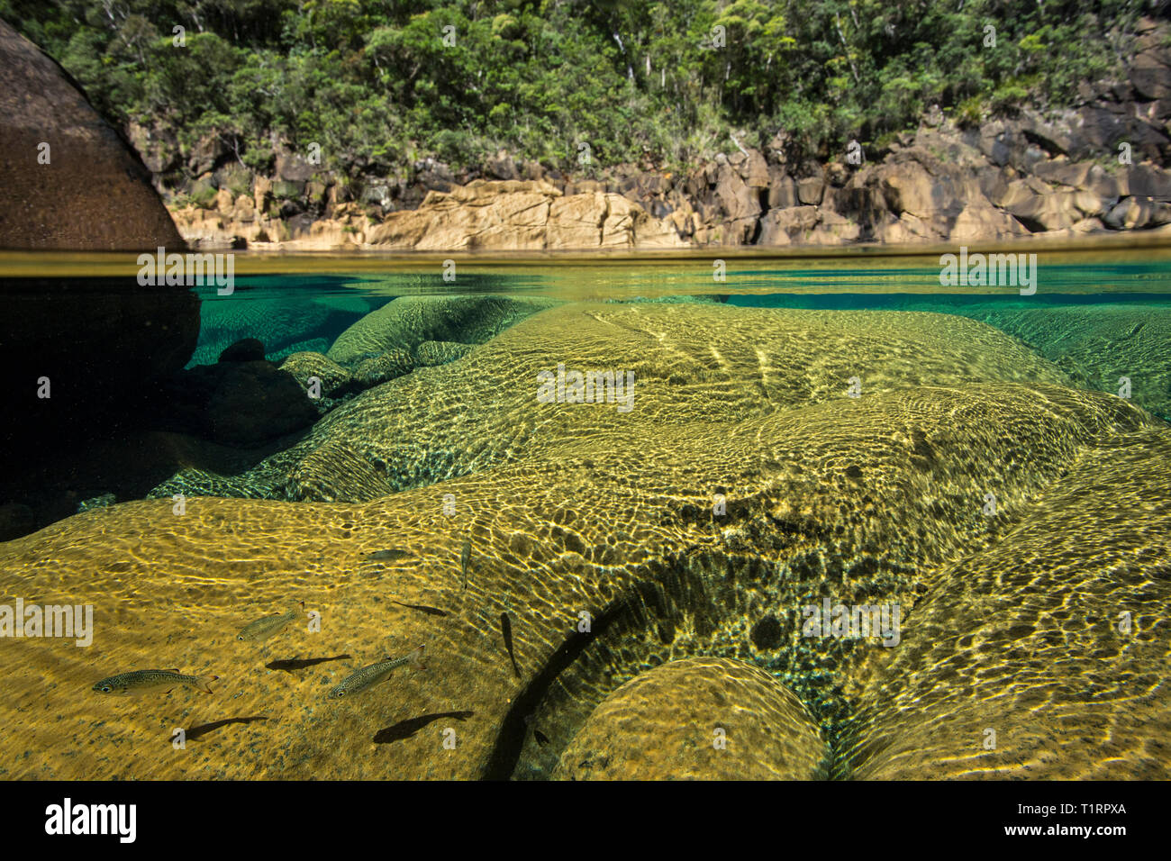 Spotted flagtails (Kuhlia marginata) in the Yate River, Yate, Southern