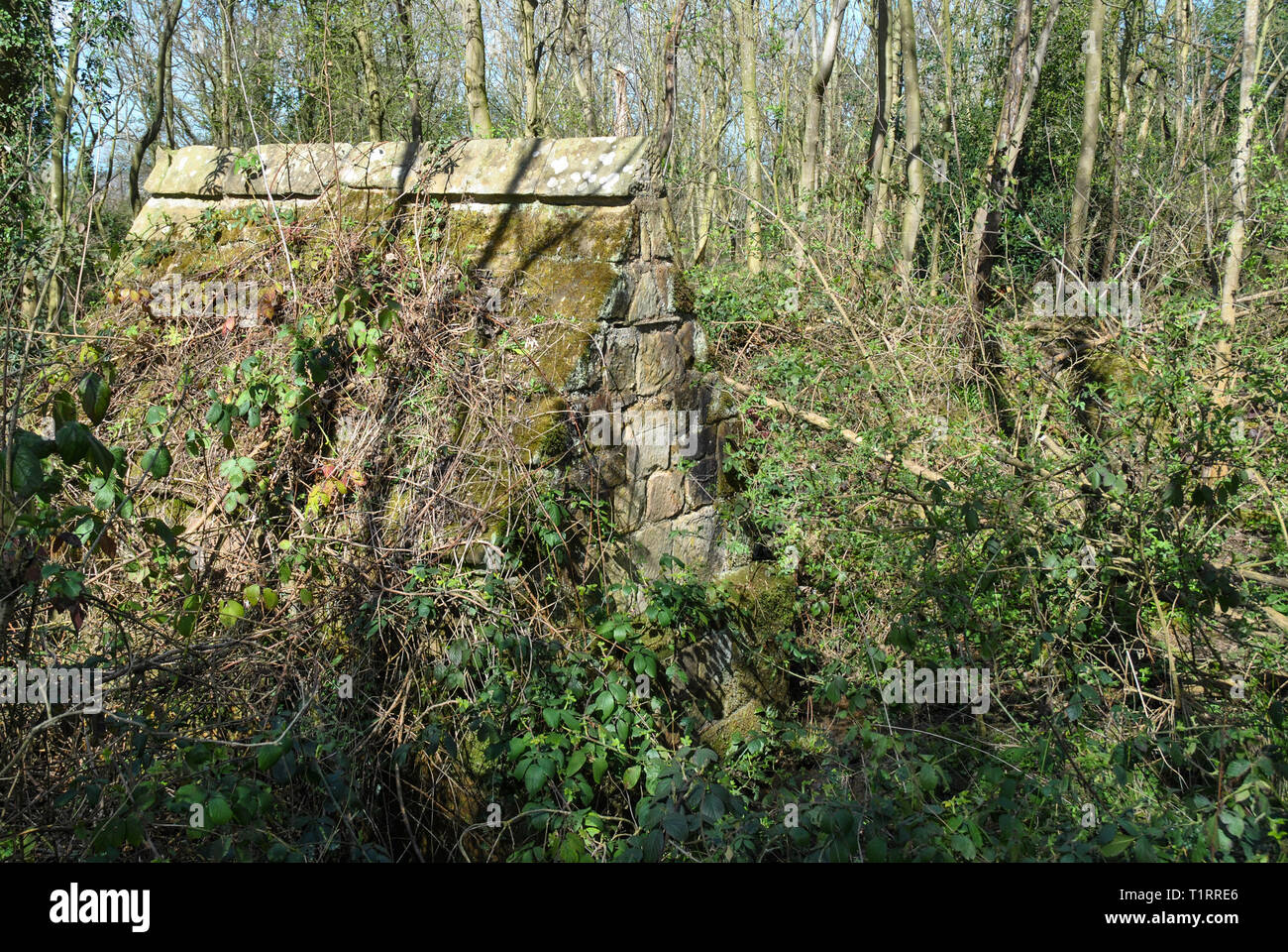 A photograph showing an overgrown abandoned building in English woodland Stock Photo