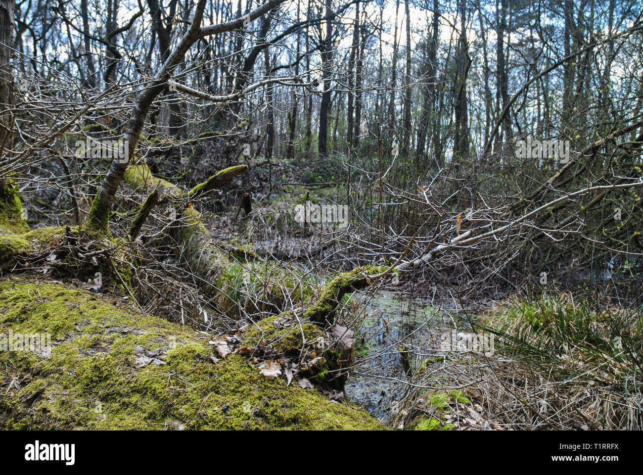 An image of a swamp, showing a moss covered damp environment Stock
