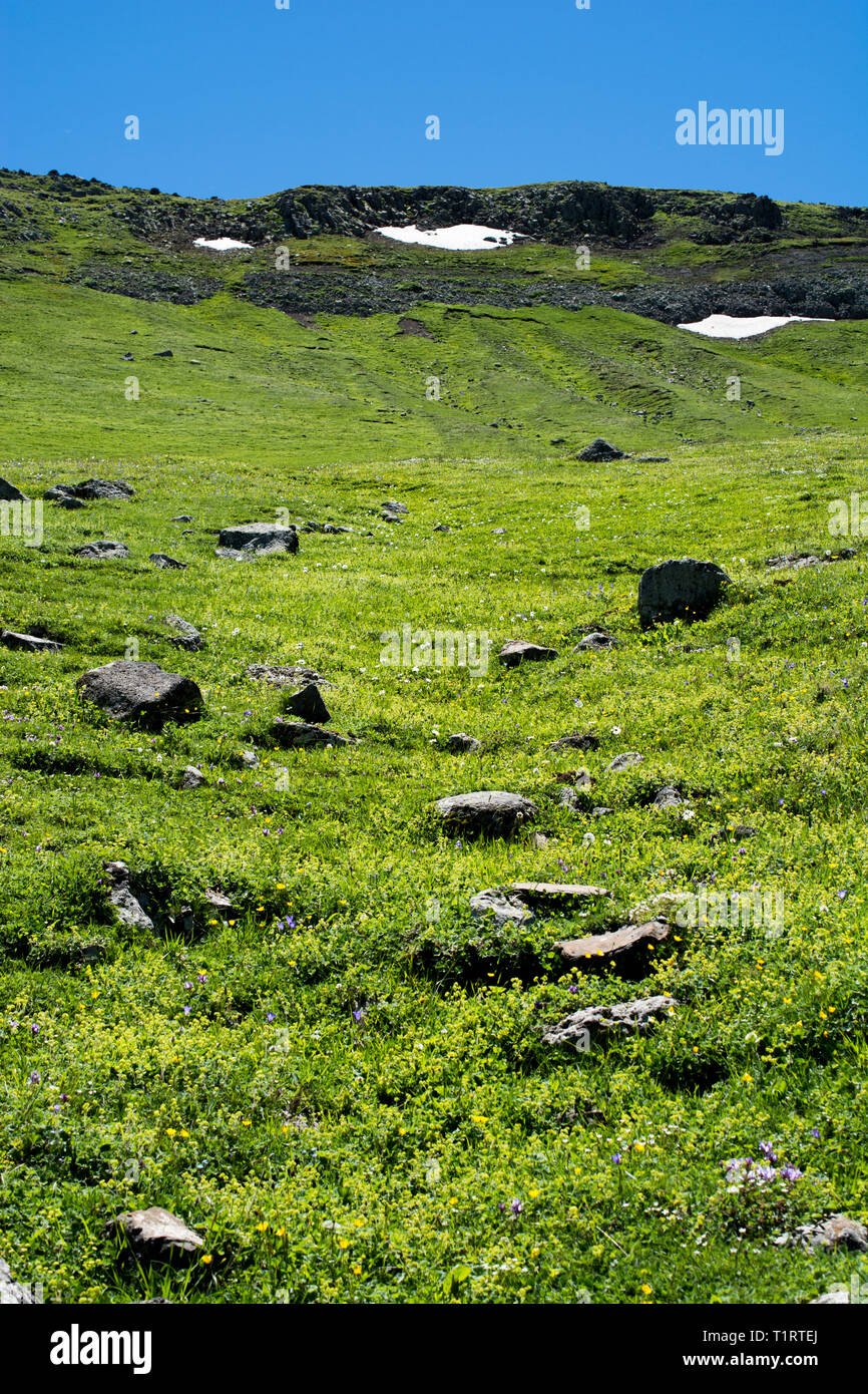 Green grass for use as nature background Stock Photo - Alamy