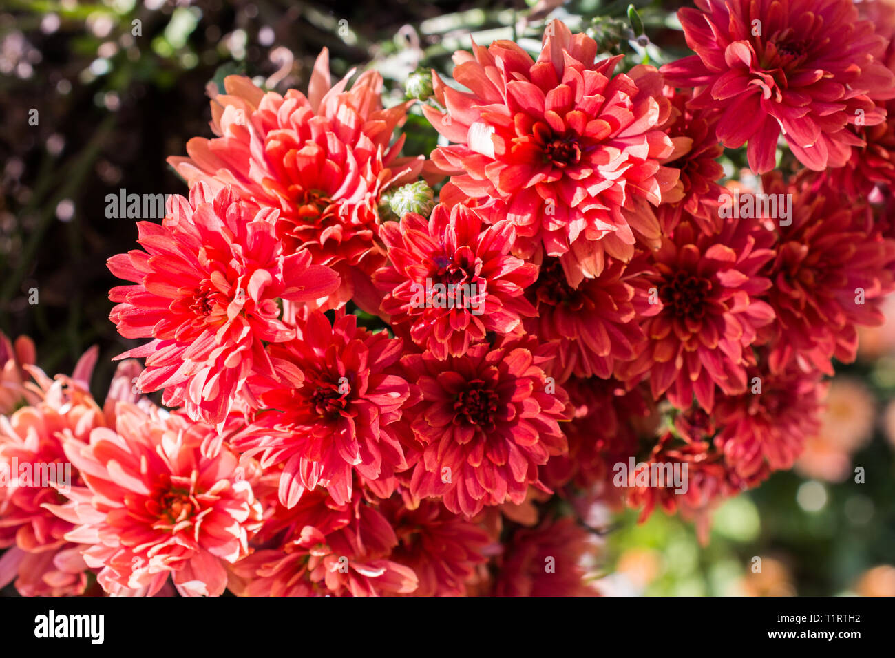 Beautiful fresh flowers as a nature background Stock Photo - Alamy