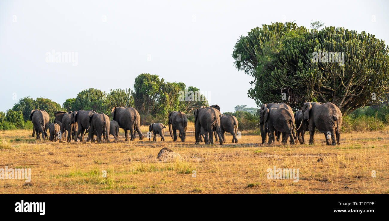 Herd of African elephants (Loxodonta Africana) on the move in Queen Elizabeth National Park, South West Uganda, East Africa Stock Photo
