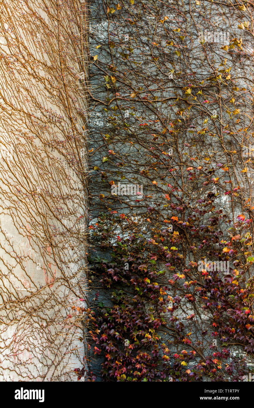 Dry leaves as an Autumn nature background Stock Photo - Alamy