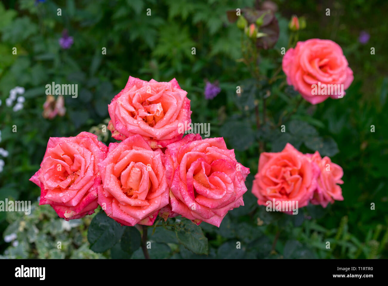 Beautiful pink rose in a garden Stock Photo - Alamy