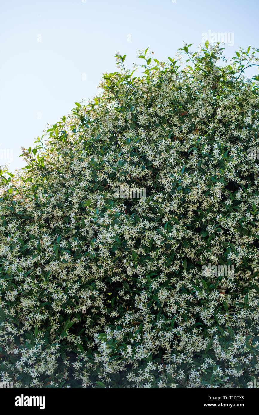 Beautiful fresh flowers as a nature background Stock Photo - Alamy