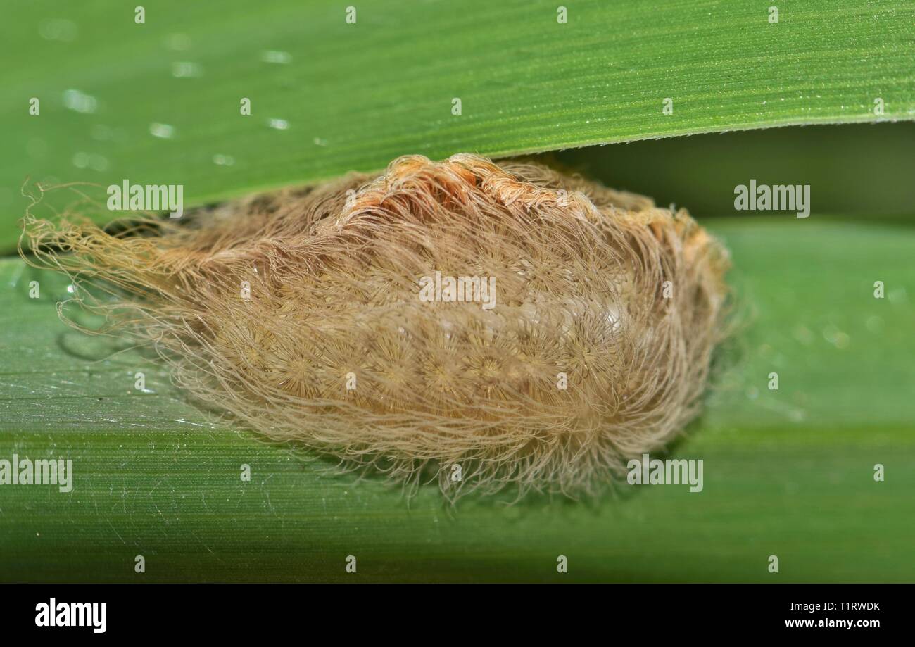 A hairy Flannel moth caterpillar up close on a thick grass stem near a Houston Bayou in Texas. The hair covers dangerous stinging spines. Stock Photo