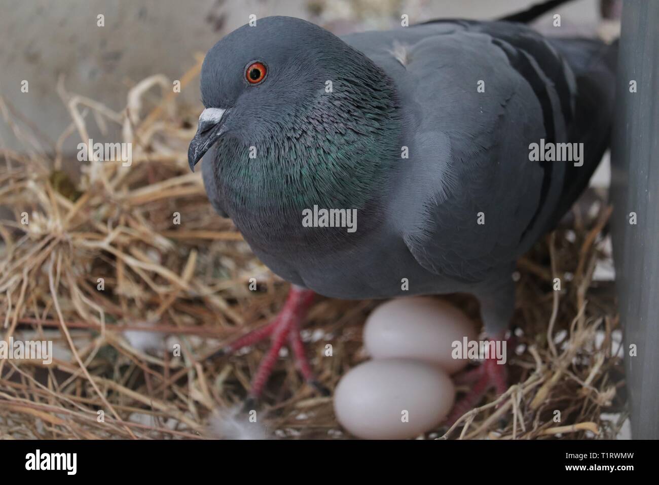 How long do pigeons sit on nest