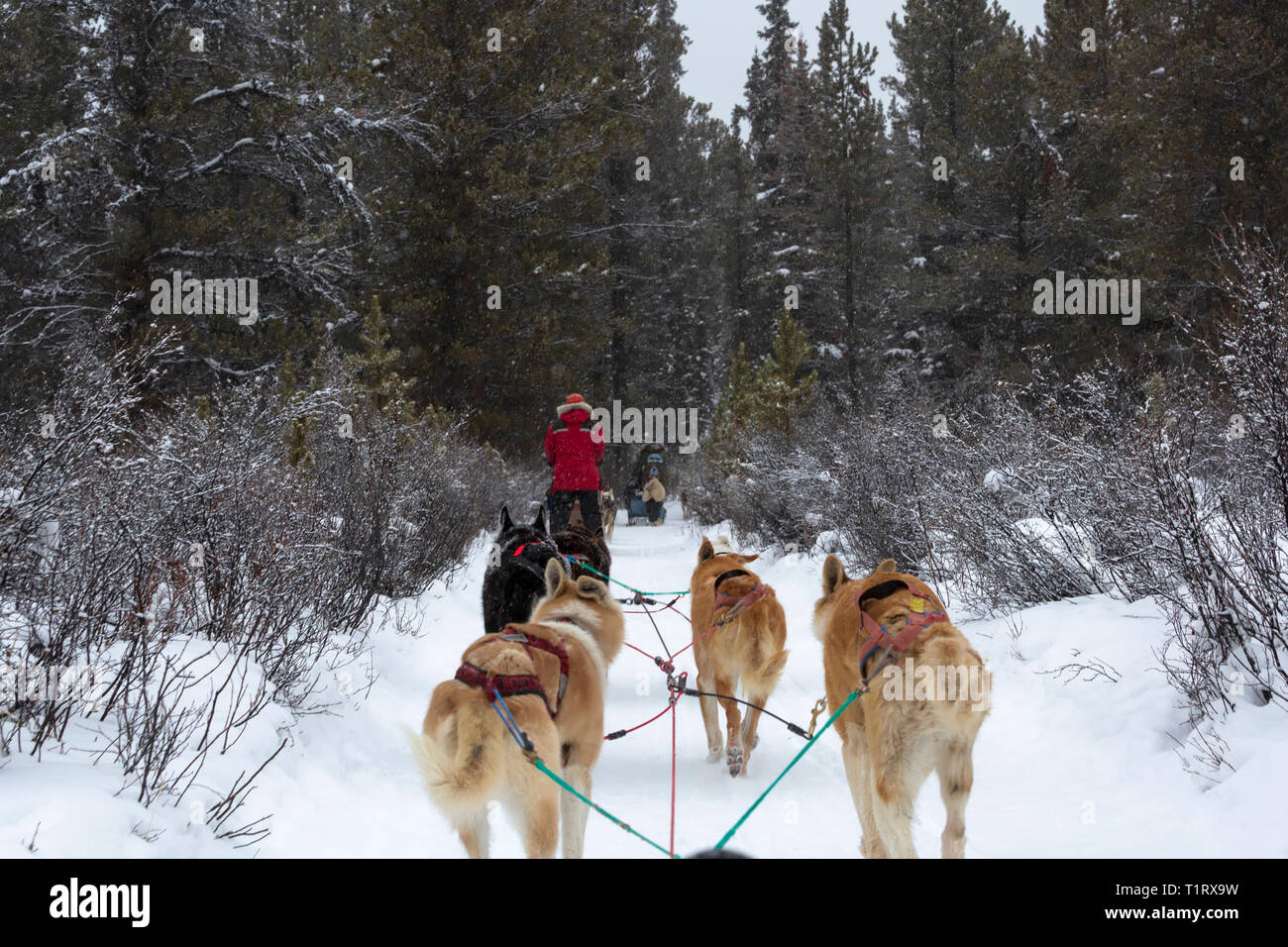 Dog sledding near Whitehorse, Yukon, Canada Stock Photo