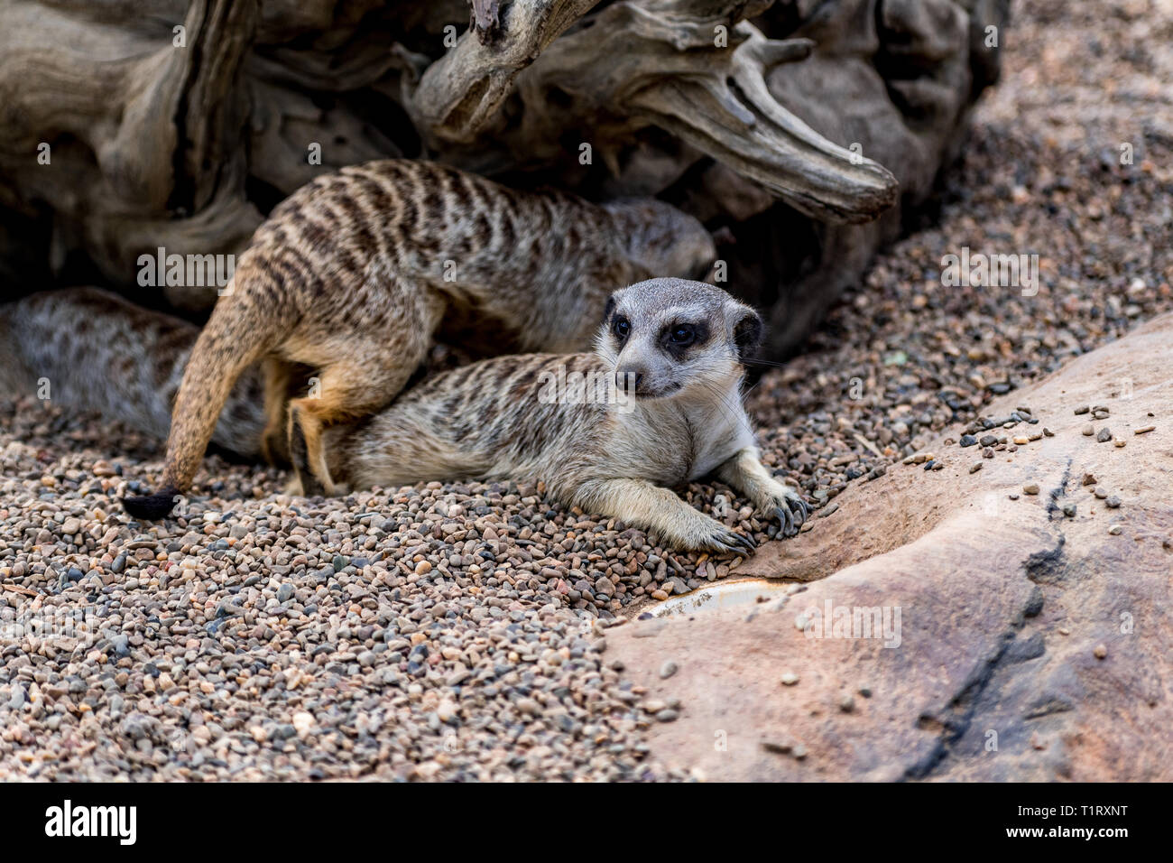 The meerkat or suricate (Suricata suricatta) is a small carnivoran belonging to the mongoose family (Herpestidae). Stock Photo