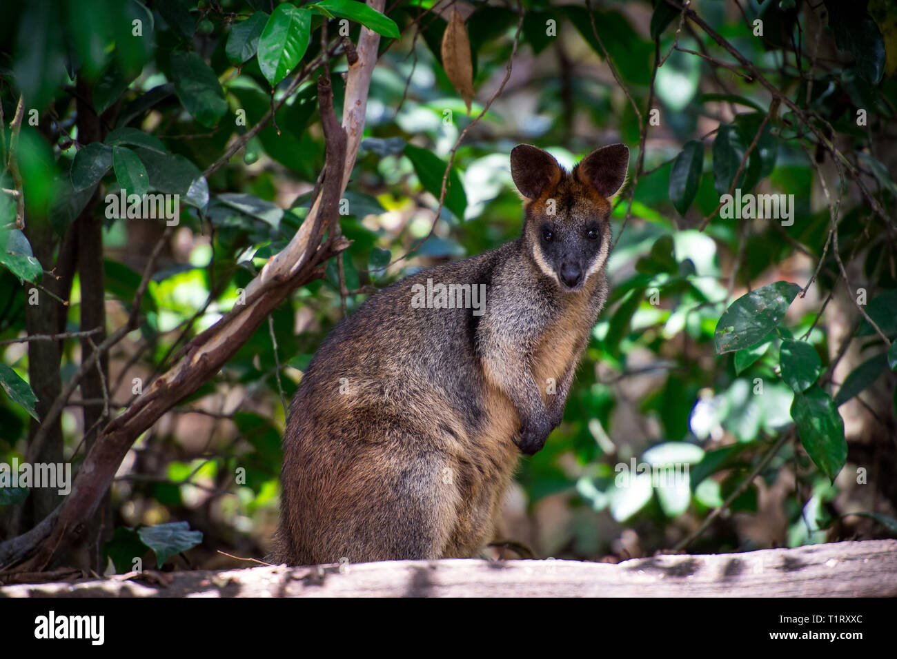 An Australian Black-footed Rock Wallaby, Petrogale lateralis, hides in the shade during the heat of the day. Stock Photo