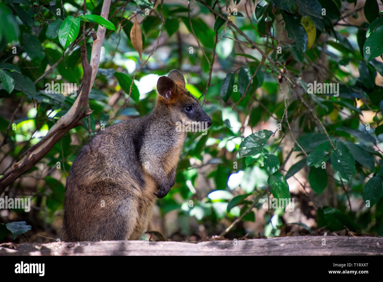 An Australian Black-footed Rock Wallaby, Petrogale lateralis, hides in the shade during the heat of the day. Stock Photo