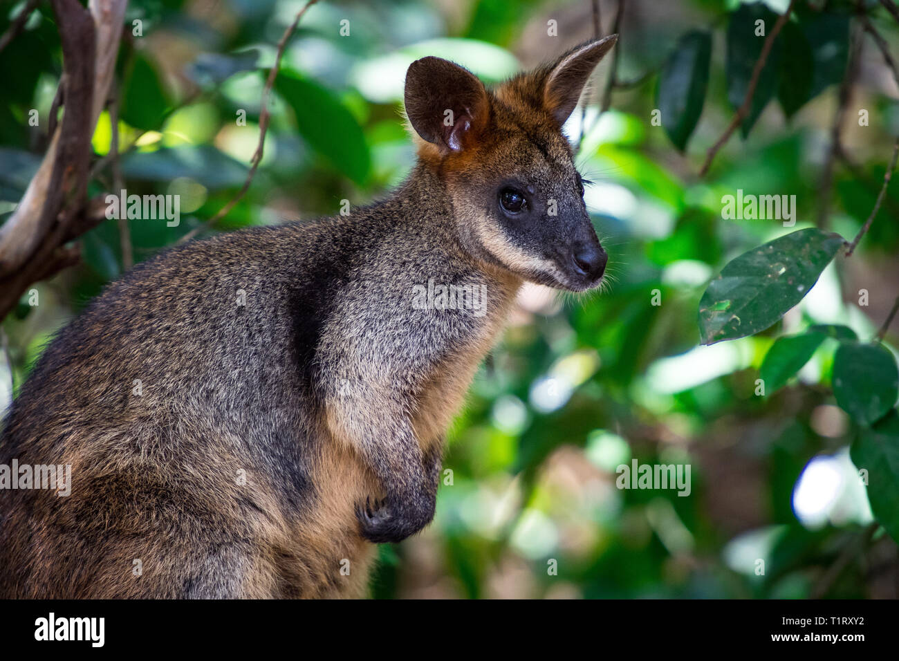 An Australian Black-footed Rock Wallaby, Petrogale lateralis, hides in the shade during the heat of the day. Stock Photo