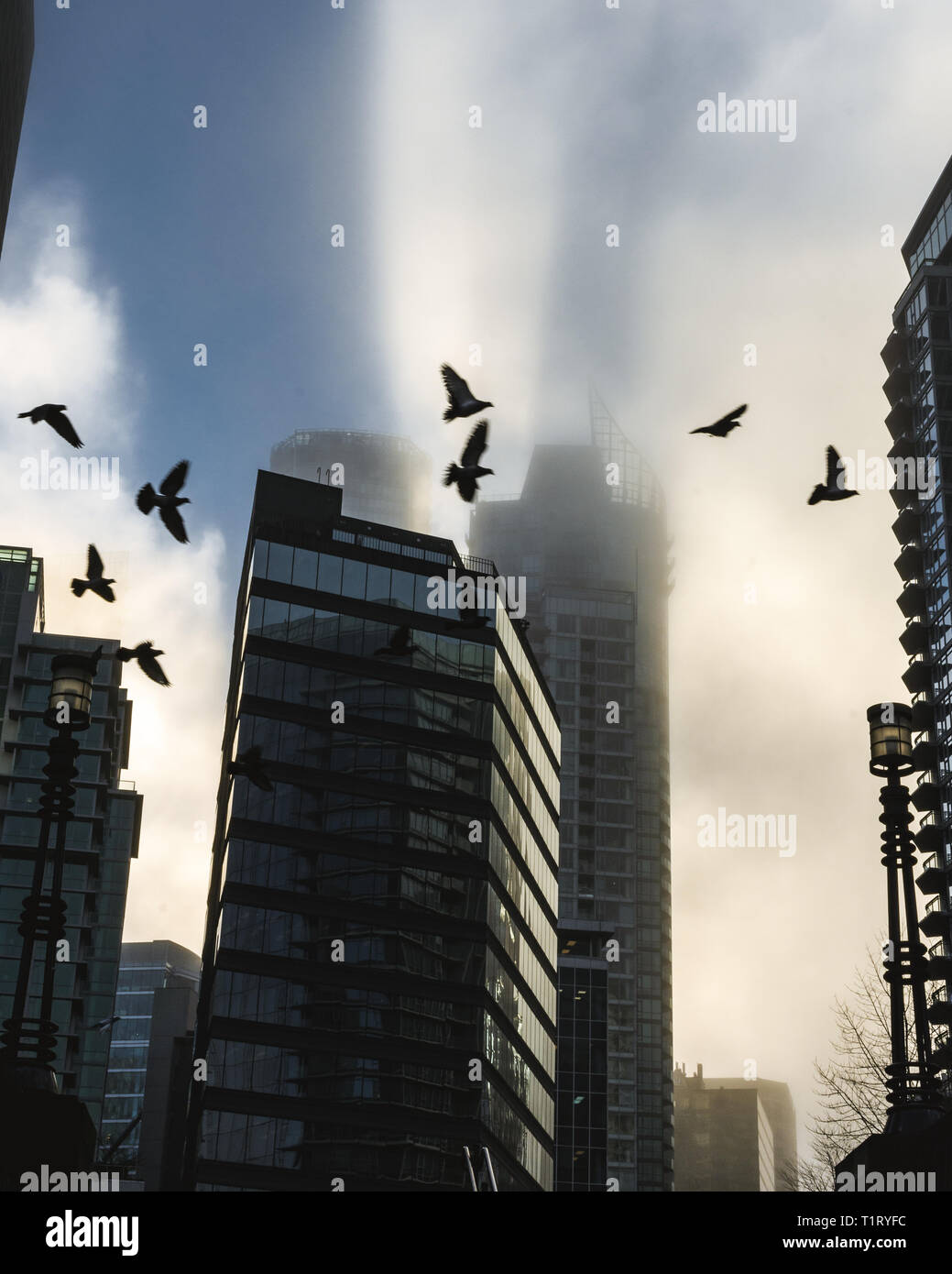 epic scene of fog overtop Vancouver with crows flying through it! Stock Photo