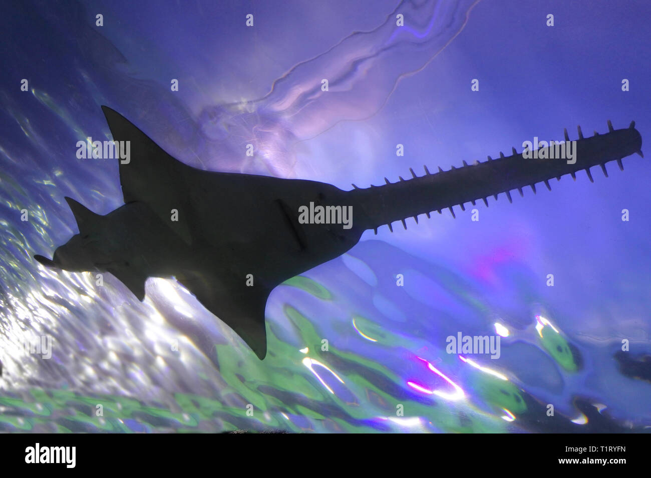 Sawfish Sea High Resolution Stock Photography and Images Alamy