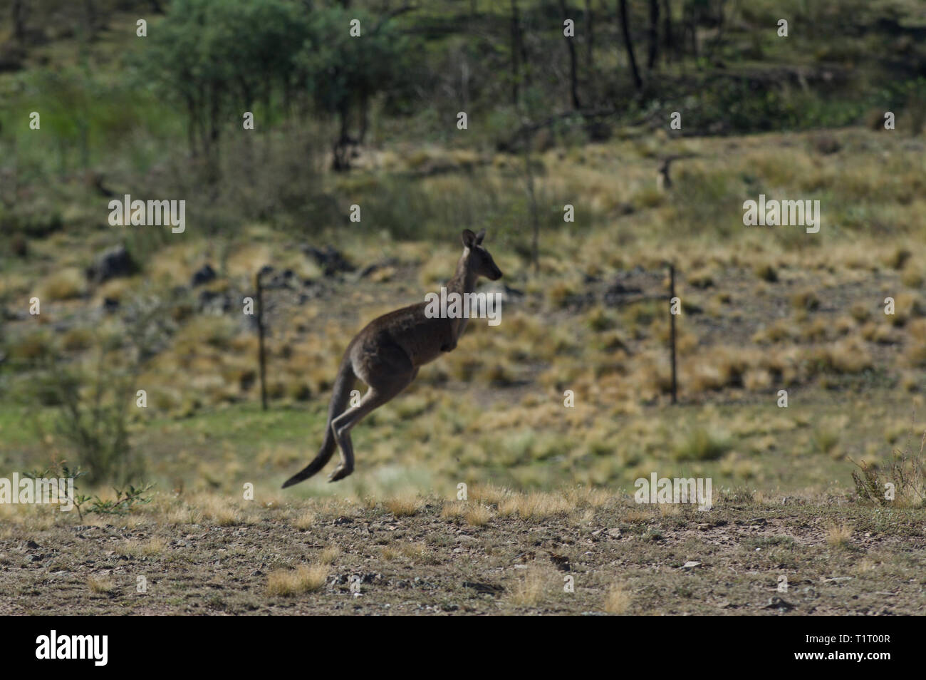 Kangaroo Jumping Stock Photos & Kangaroo Jumping Stock Images Alamy