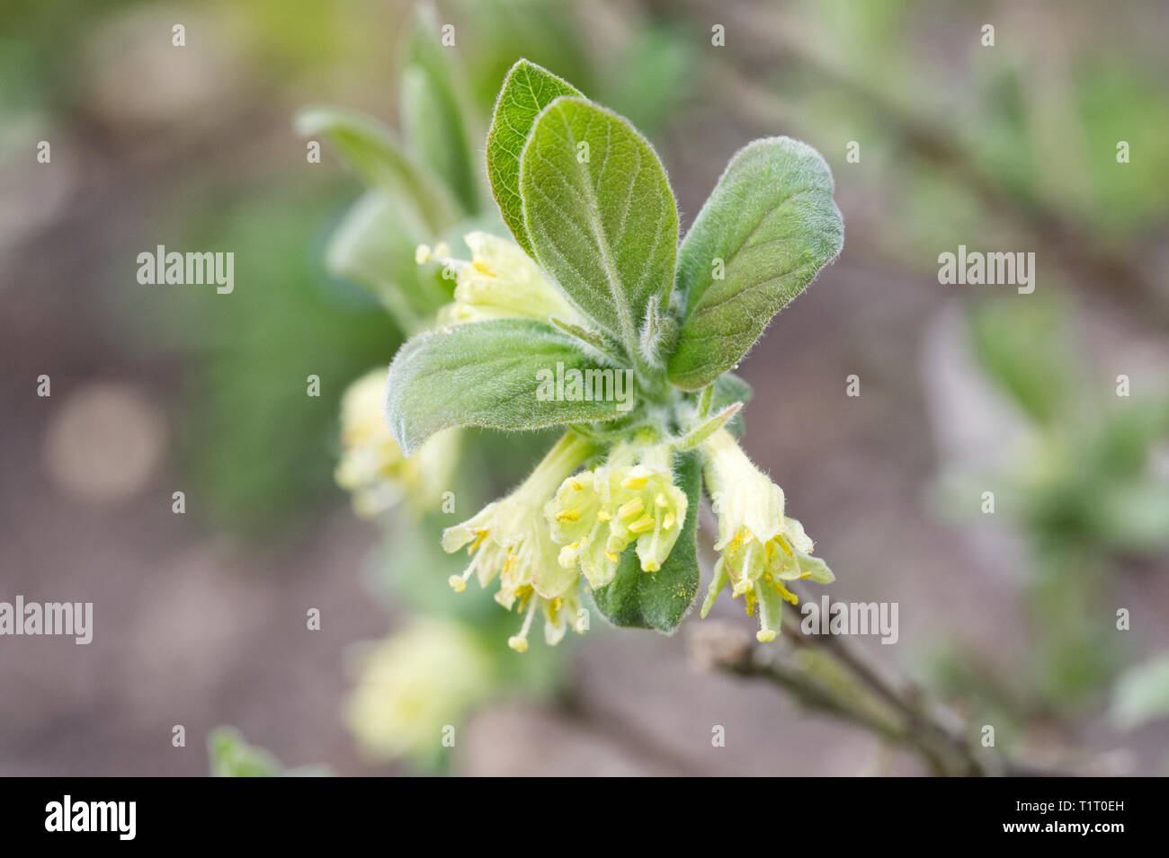 Lonicera caerulea. Honeyberry flowers in Spring. Stock Photo