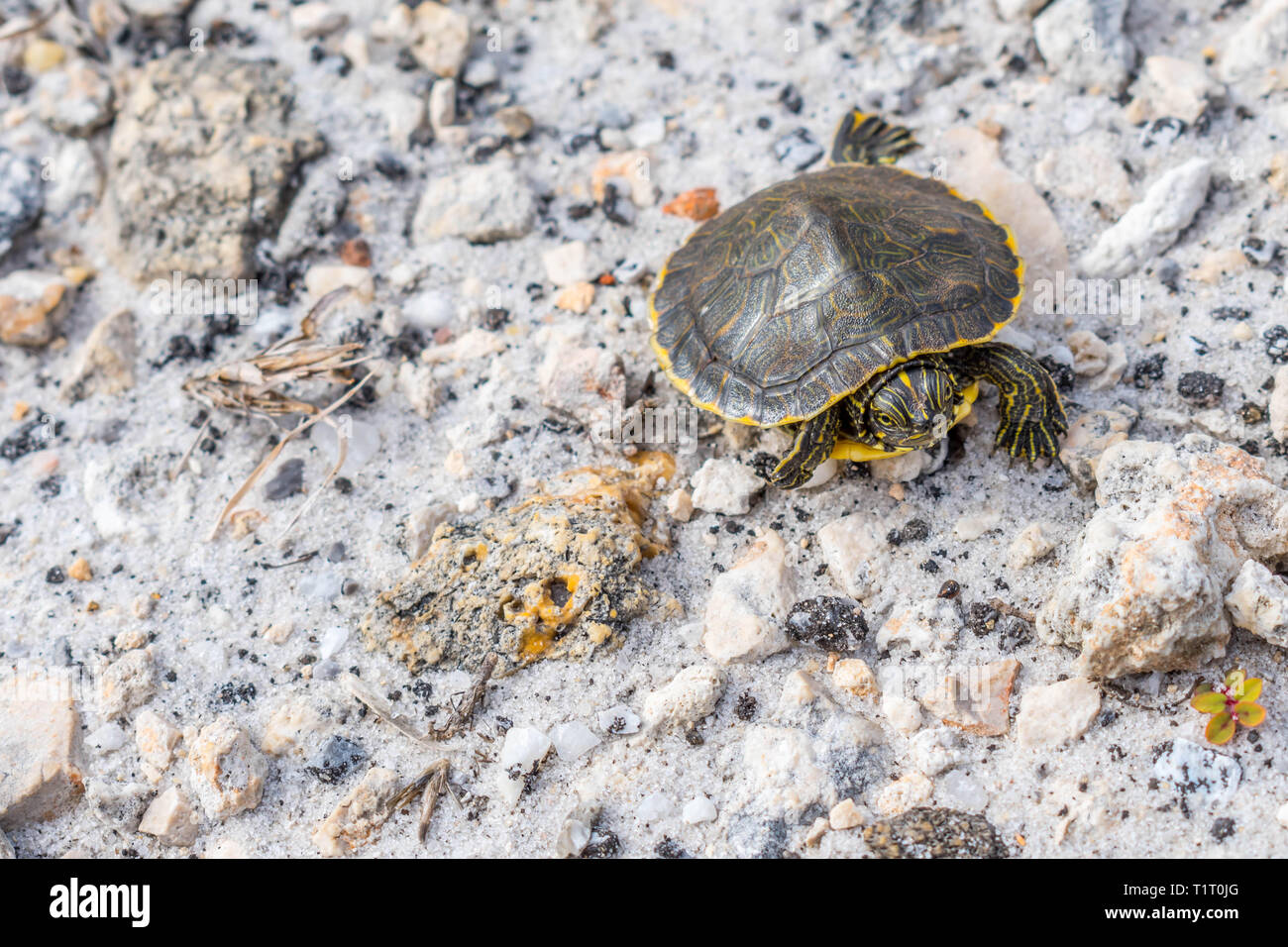 A big Painted Turtles in Gulf Shores, Alabama Stock Photo Alamy