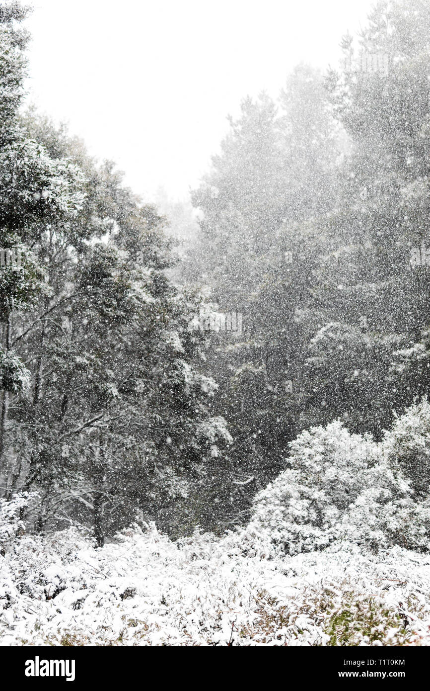 Pine trees blowing in the wind hires stock photography and images Alamy