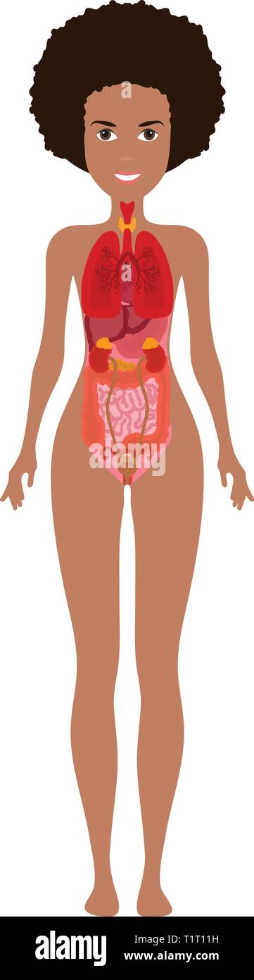 Human female body with internal organs schema flat infographic poster illustration. Woman silhouette with lungs, heart, thyroid, stomach, liver Stock Vector