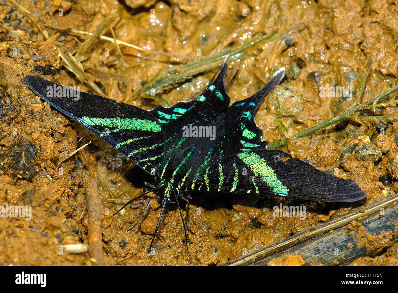 Urania swallowtail moth or green page moth (Urania fulgens), Costa Rica Stock Photo