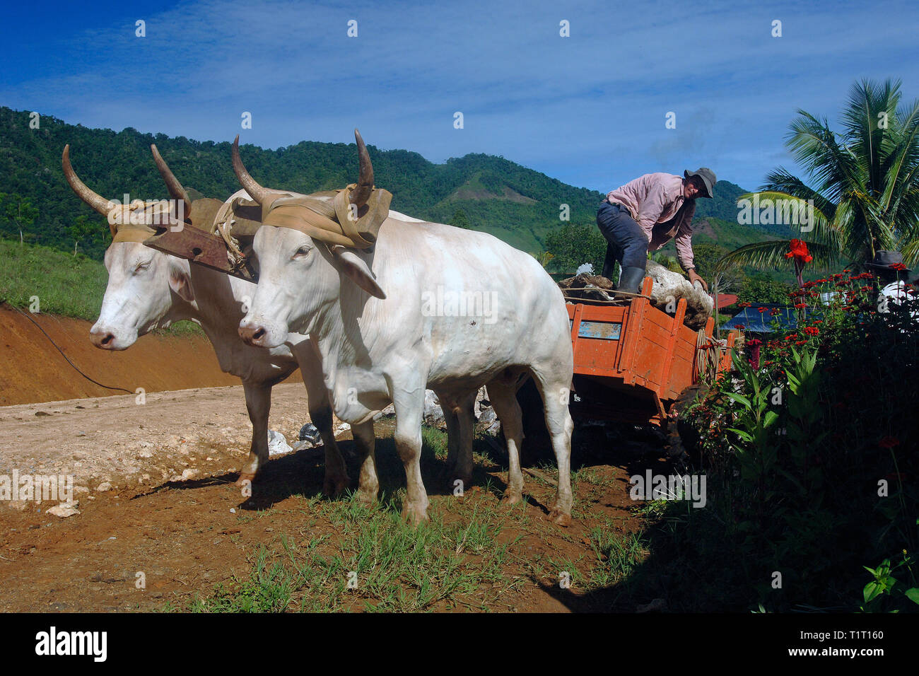 Oxcart, Brahman bulls at Rincon de la Vieja National Park, Costa Rica Stock Photo