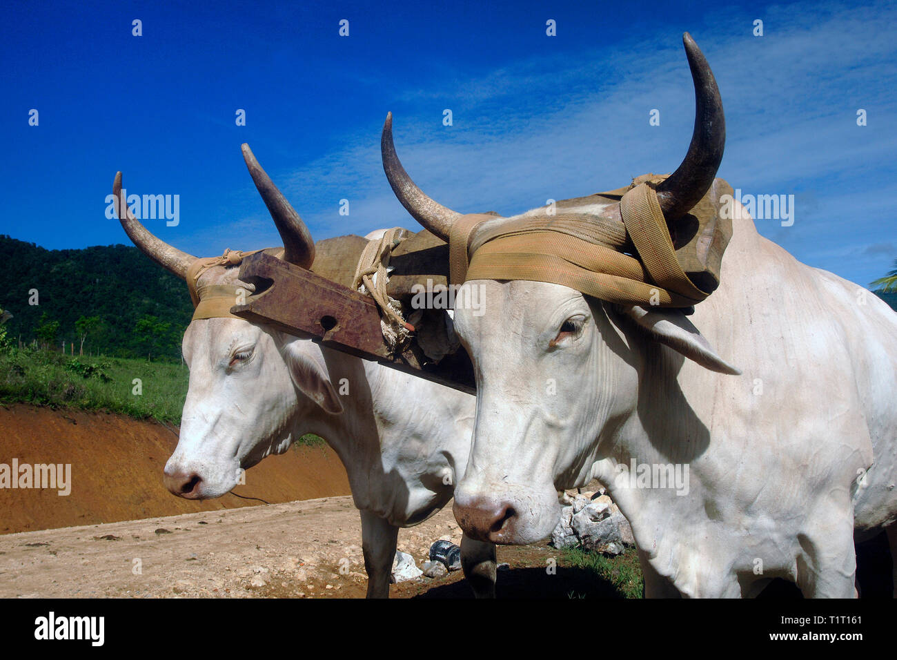 Oxcart, Brahman bulls at Rincon de la Vieja National Park, Costa Rica Stock Photo