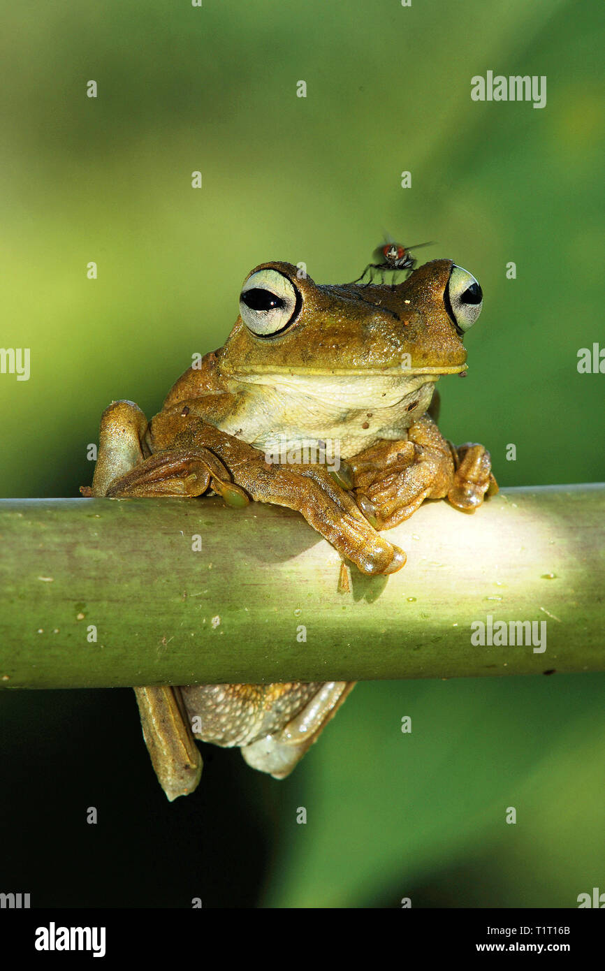 Common tink frog or dink frog (Eleutherodactylus diastema), Costa Rica Stock Photo