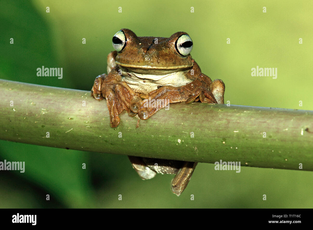 Tink frogs costa rica hi-res stock photography and images - Alamy