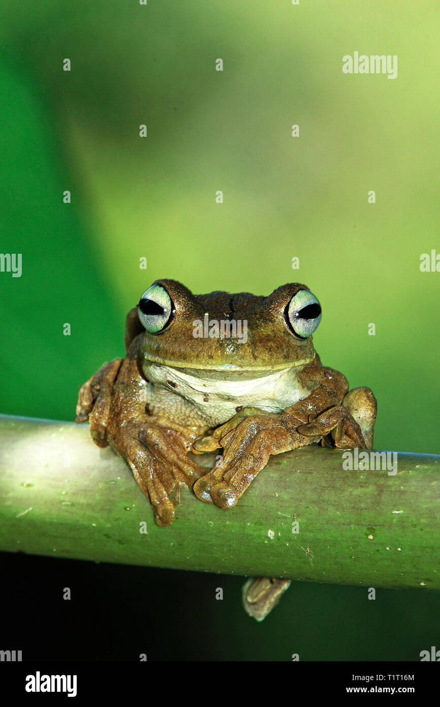 Common tink frog or dink frog (Eleutherodactylus diastema), Costa Rica Stock Photo
