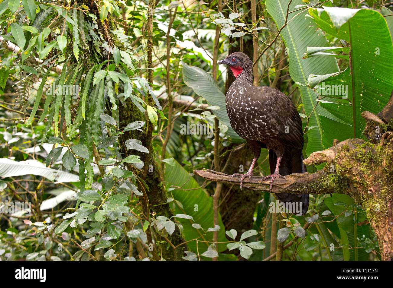 Dusky-legged Guan (Penelope obscura) a large, brown turkeylike bird, Costa Rica Stock Photo