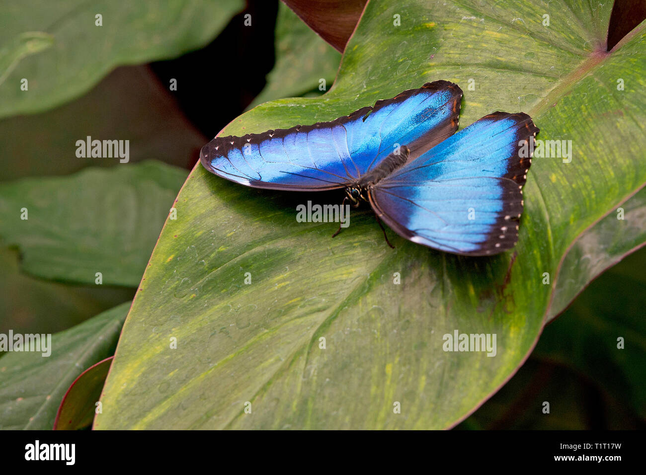 Blue Morpho or Morpho butterfly (Morpho peleides) largest butterfly found in primary forest, Costa Rica Stock Photo