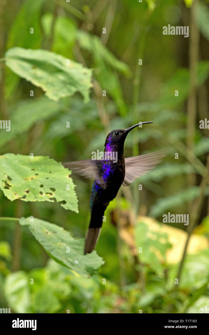 Violet Sabrewing (Campylopterus hemileucurus), hovering flight, Costa Rica Stock Photo