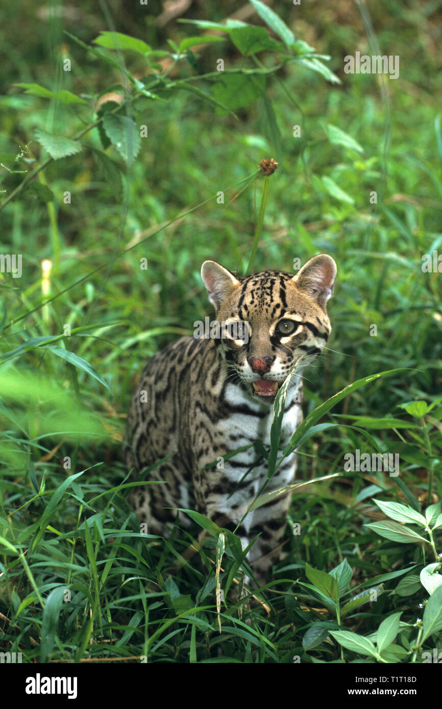 Ocelot (Felis pardalis), standing between plants, Costa Rica Stock Photo