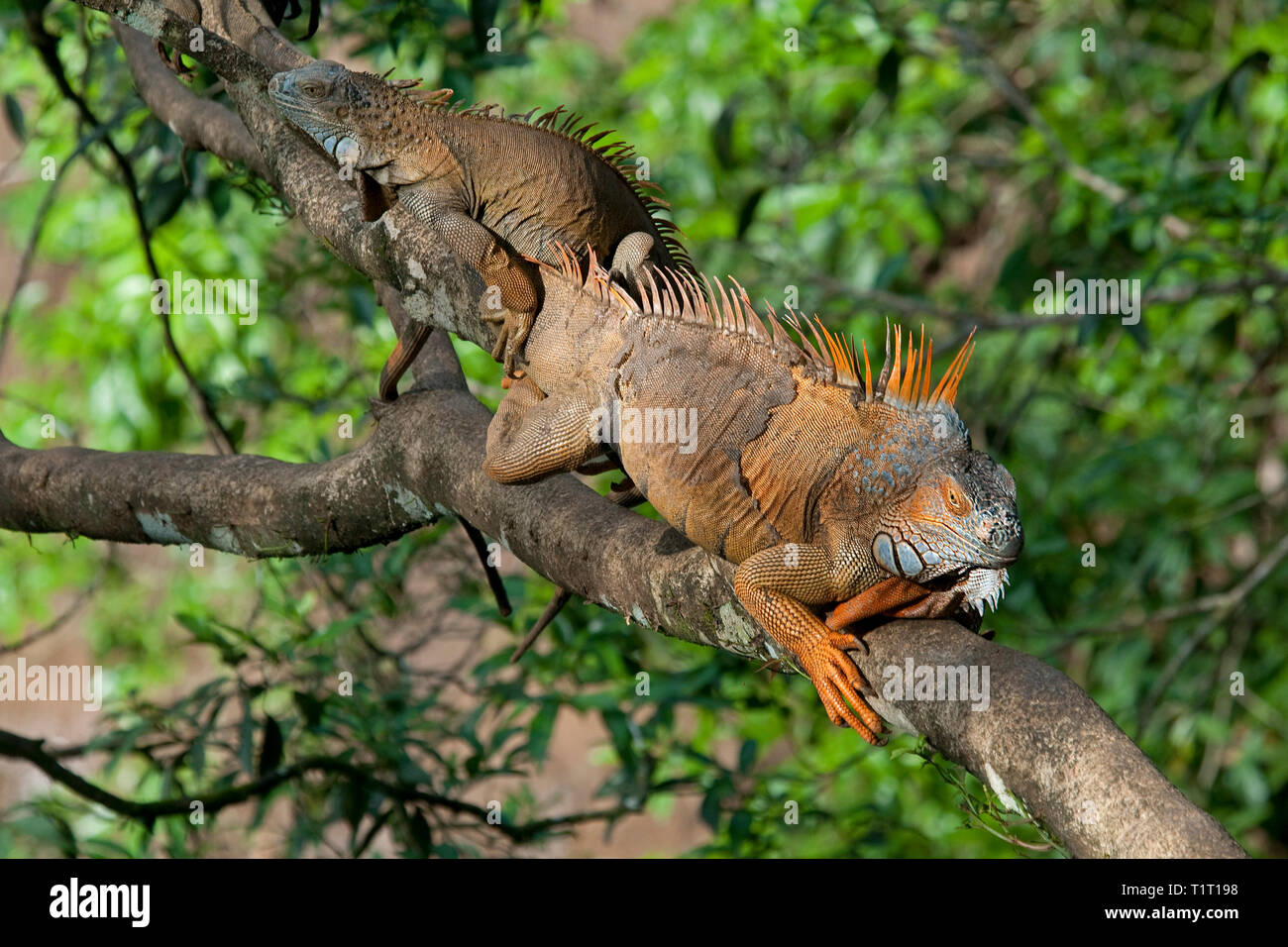 Green Iguanas (Iguana iguana), on a branch, Costa Rica Stock Photo